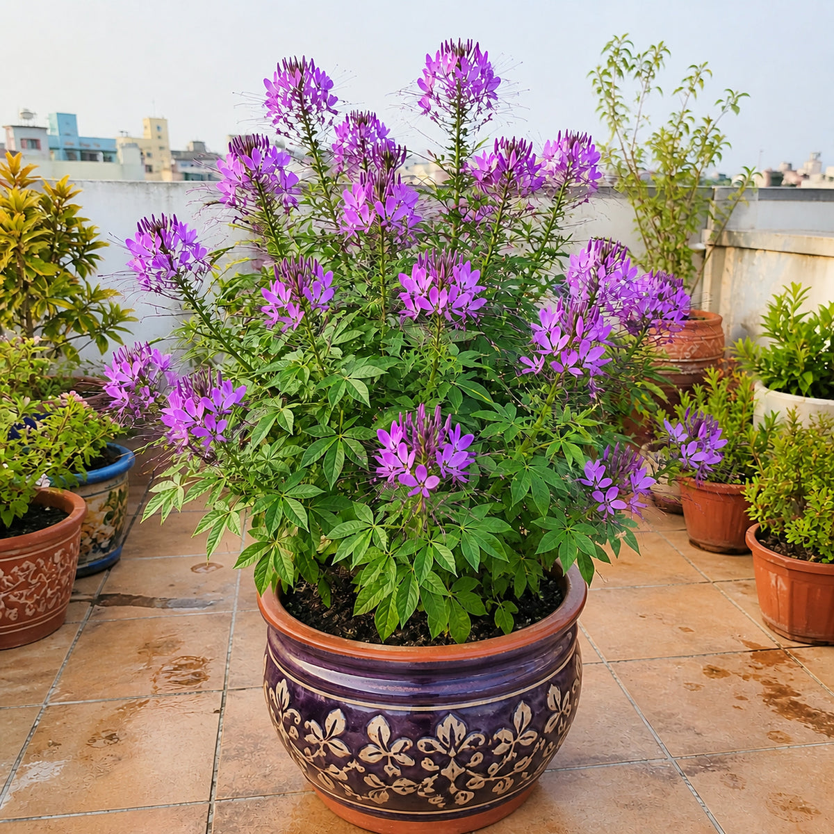 Bright realistic Cleome Spinosa Violet Queen with over twenty violet-purple flowers in a glossy decorative clay pot in an Indian rooftop garden