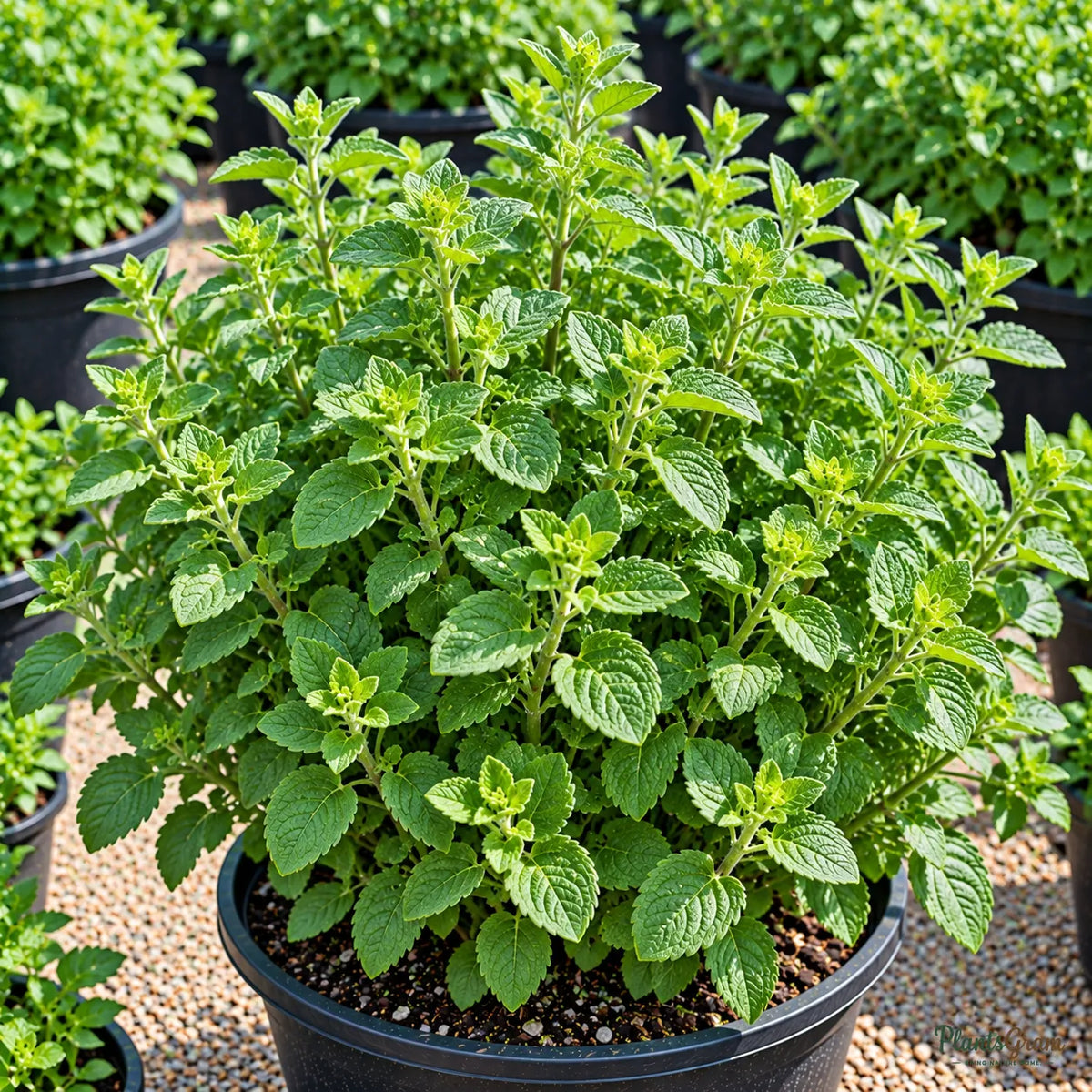 Oregano Seeds for Kitchen Gardens – 30–40 Seeds