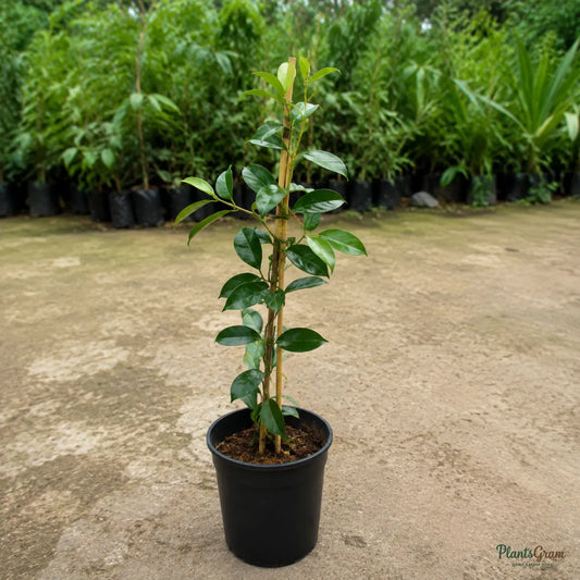 Mandevilla White Single - Flowering Climber