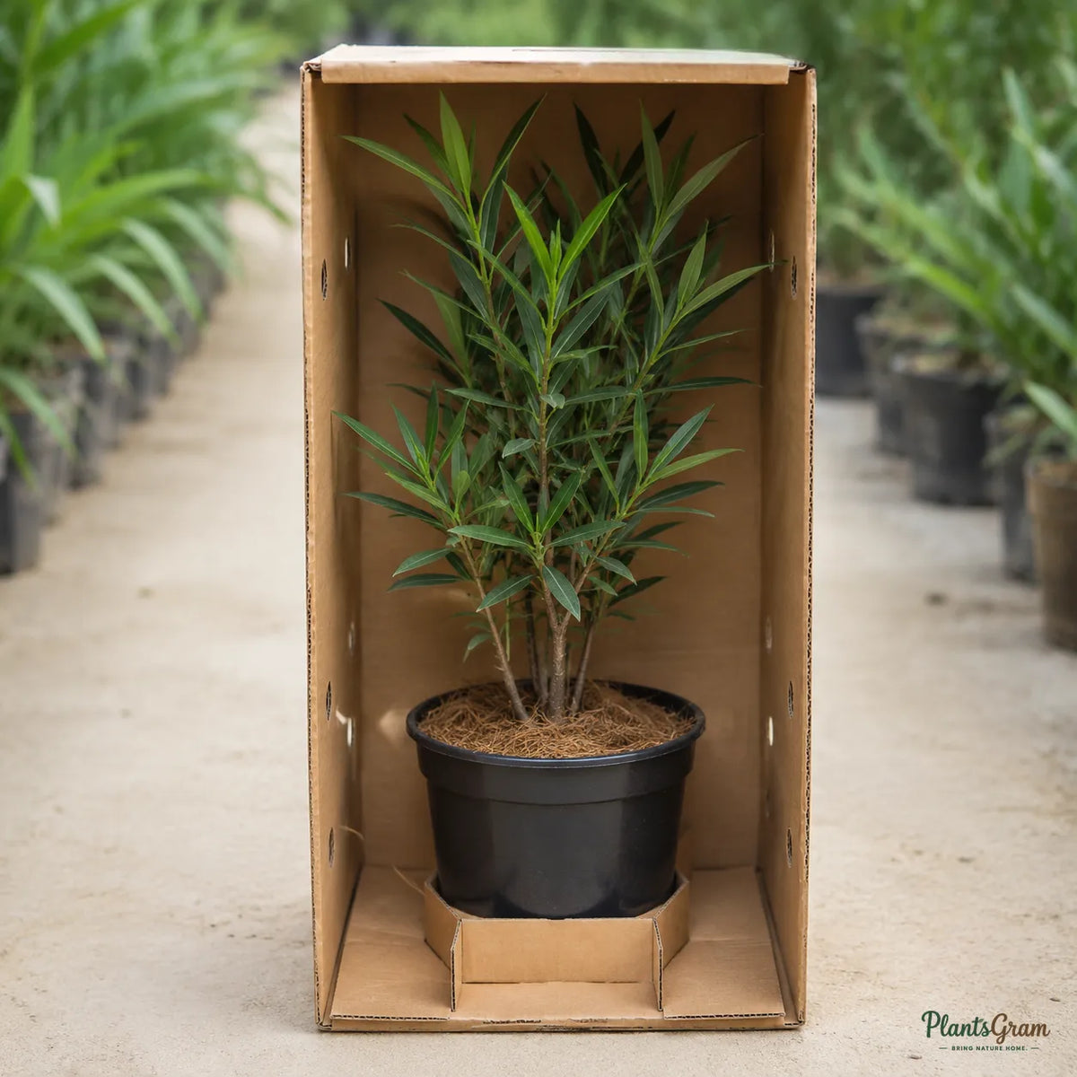 Nerium (Red Single) - Nerium oleander