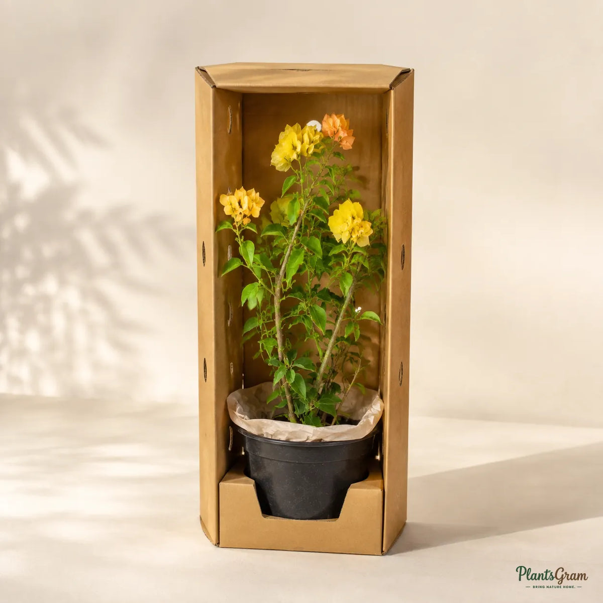Bougainvillea (Yellow, Colour-Changing) - Buttiana Hybrid
