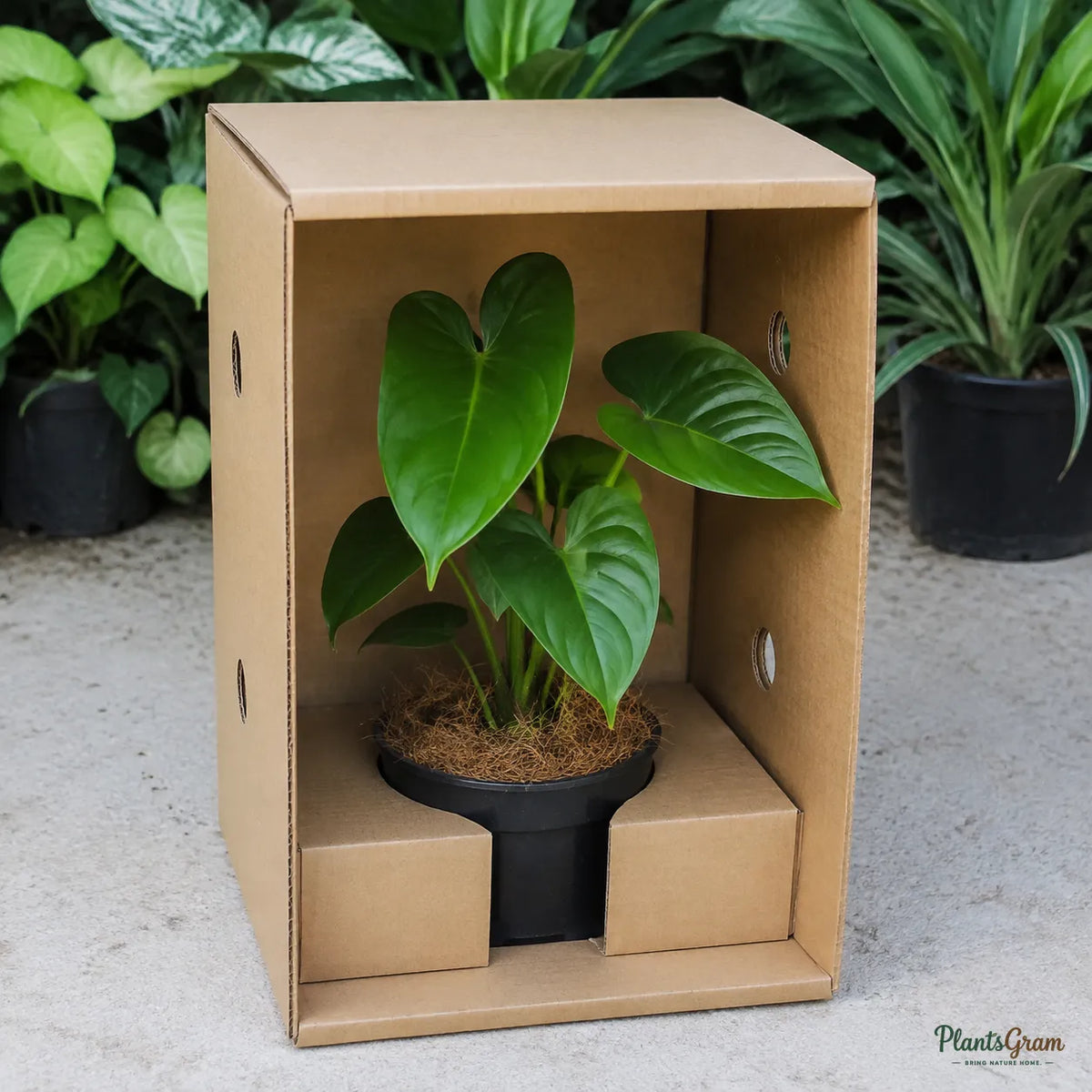 Anthurium (Violet) - Anthurium andreanum
