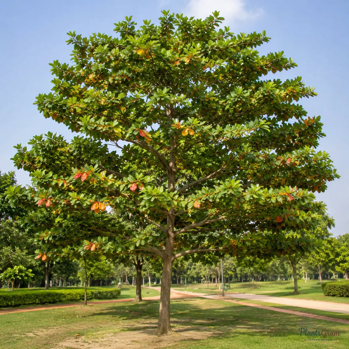Indian Almond (Terminalia catappa) - Avenue Tree