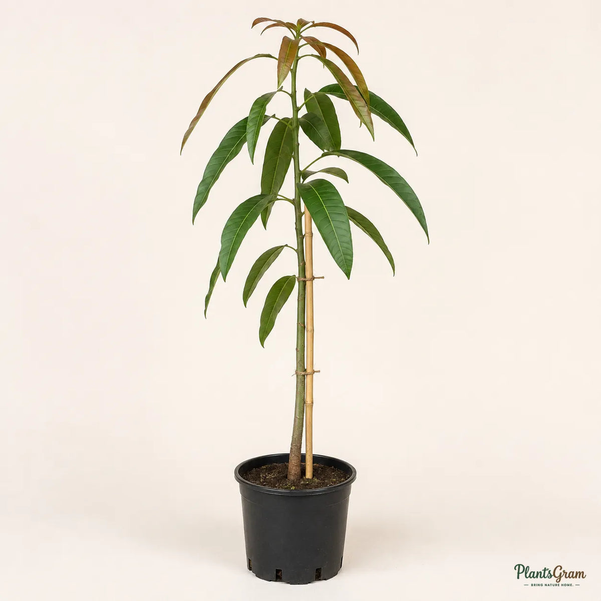 Black Mango (Grafted) - Tommy Atkins