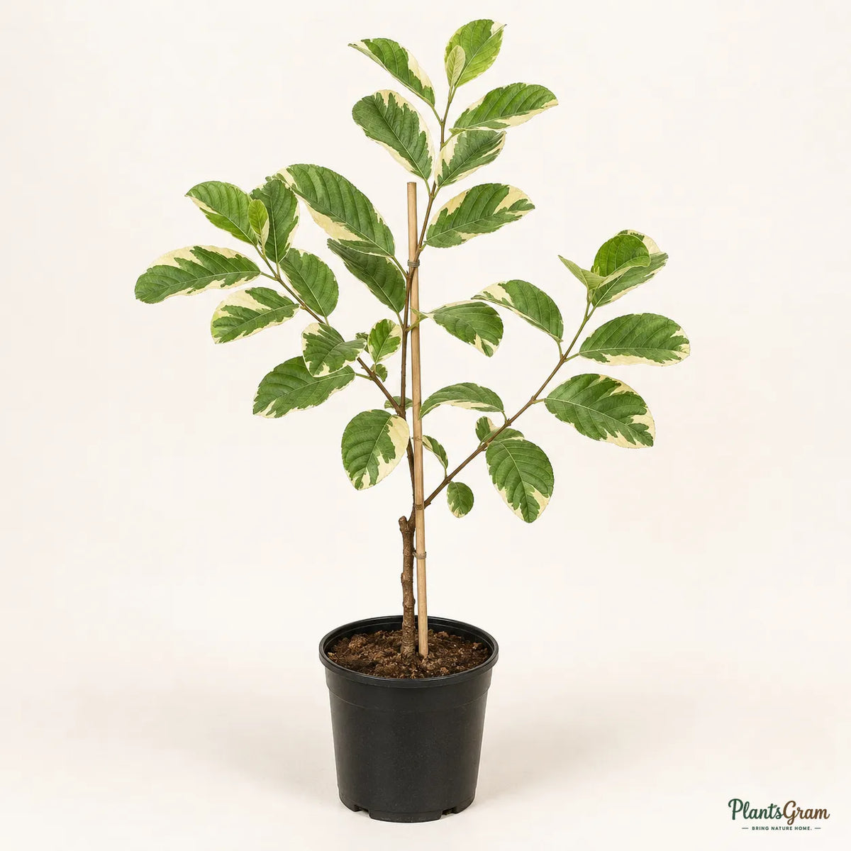 Guava Variegata (Grafted) - Fruit Plants & Trees