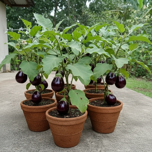 Brinjal Purple Round Seeds – F1 Hybrid