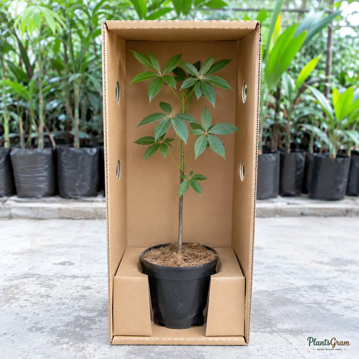 Kalpa Vriksha | Wish Tree - Avenue Tree