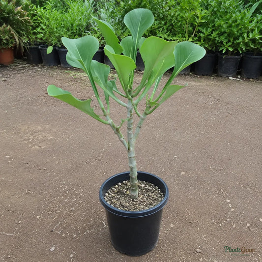 Plumeria Pudica (White Frangipani) - Wild Plumeria