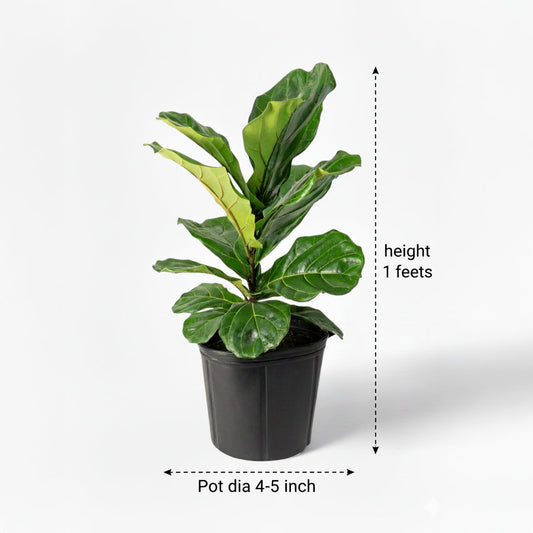Fiddle Leaf Fig plant close-up showing glossy leaves