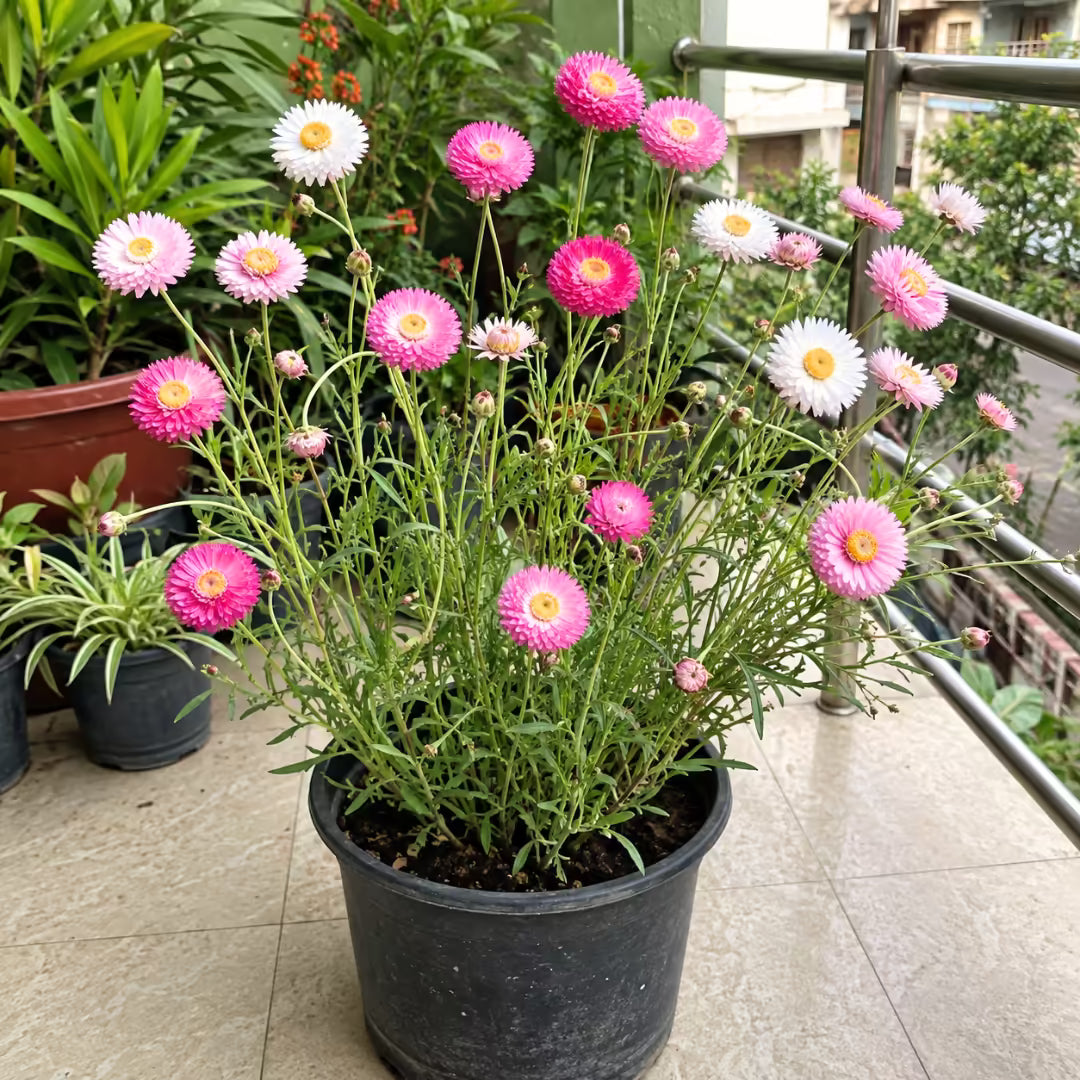 Acroclinum Mixed Flower Seeds