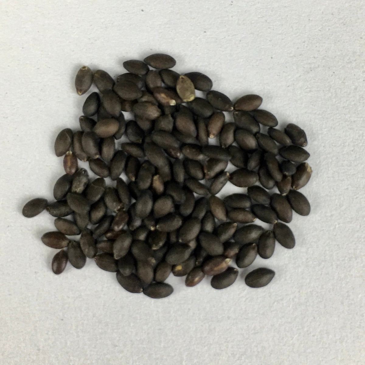 Salvia Sizzler White Seeds