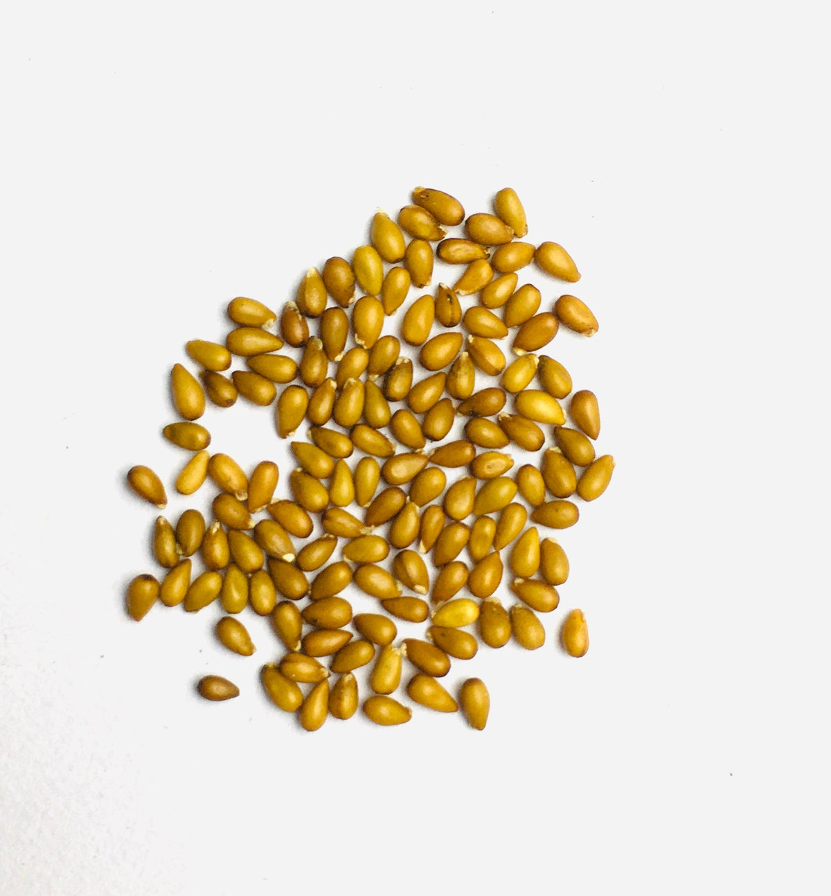 Pansy Aqua Lemon Seeds – F1
