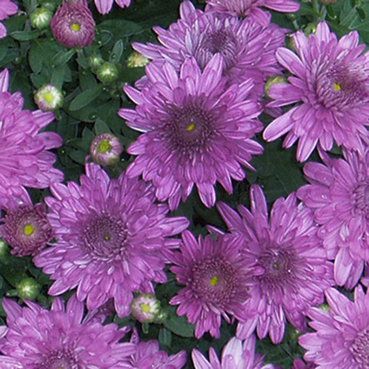 Purple chrysanthemum plant with multiple blooms