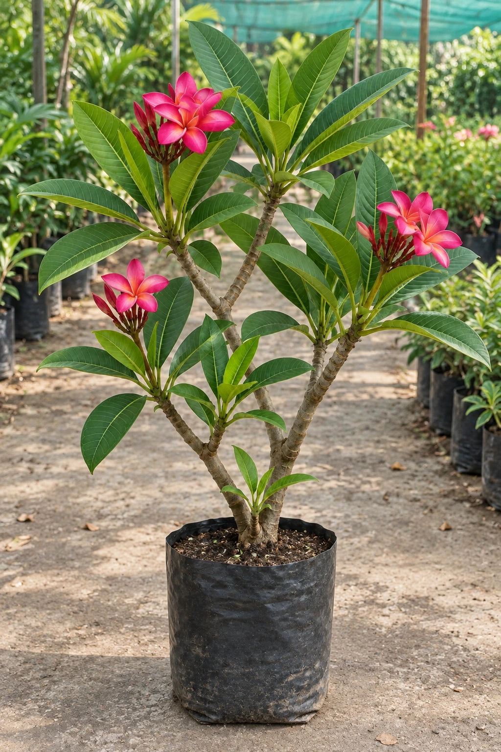 Healthy 2 to 3 feet Pink Plumeria Rubra plant flowering in an Indian nursery