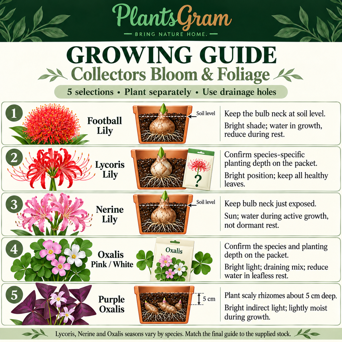 Collectors Bloom and Foliage growing guide with separate guidance for Football Lily, Lycoris, Nerine, Oxalis Pink or White and Purple Oxalis