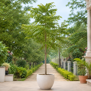 Young avenue tree in a planter beside an Indian garden path