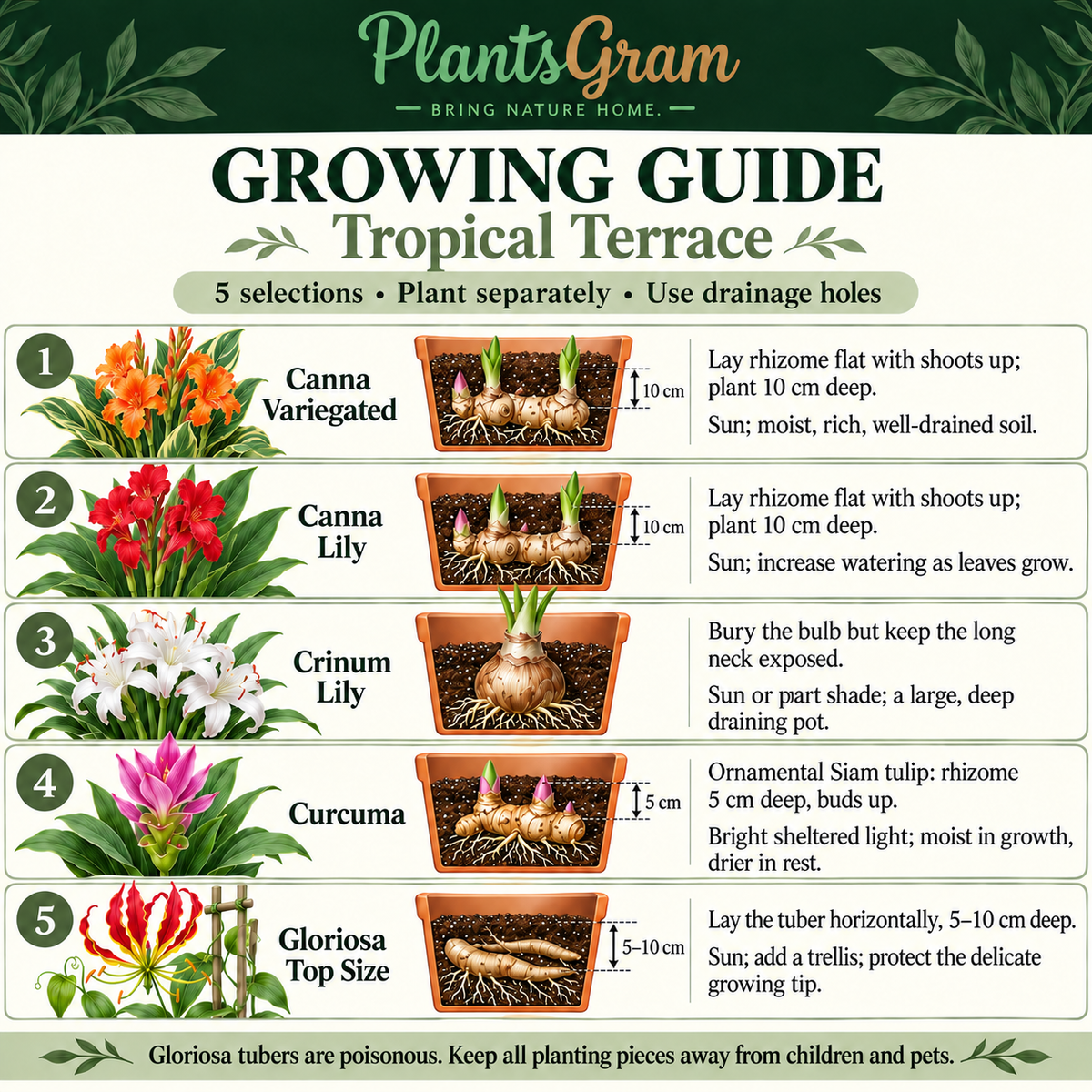 Tropical Terrace growing guide showing horizontal Canna and Gloriosa planting, exposed Crinum neck and ornamental Curcuma rhizome care