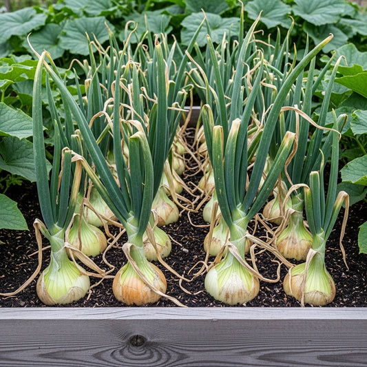 Onion White Seeds – Hybrid