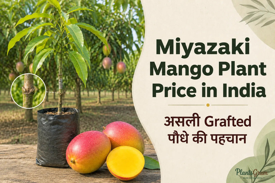 Miyazaki Mango grafted Irwin plant with red fruits and visible graft union in India