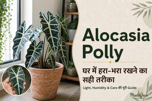 Alocasia Polly indoor care guide with dark leaves and white veins