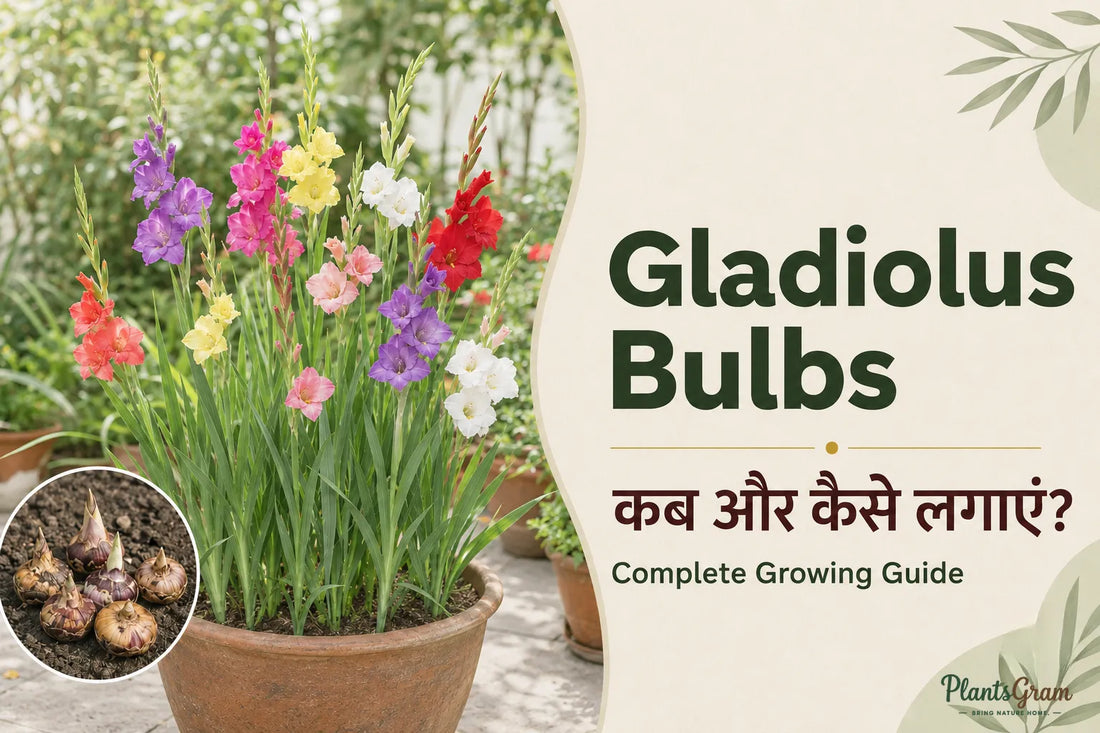 Mixed colour Gladiolus bulbs growing in a pot with tall flower spikes