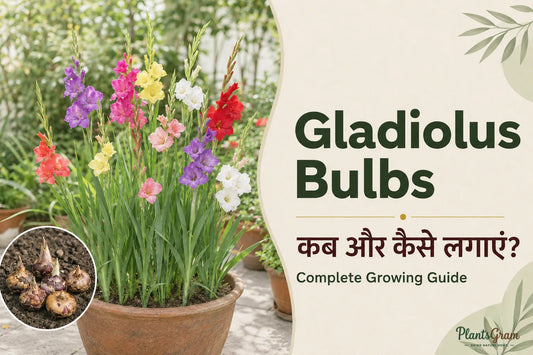 Mixed colour Gladiolus bulbs growing in a pot with tall flower spikes