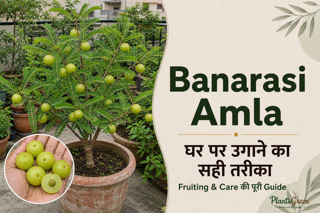 Banarasi Amla growing and fruiting guide with grafted tree and fresh amla fruit
