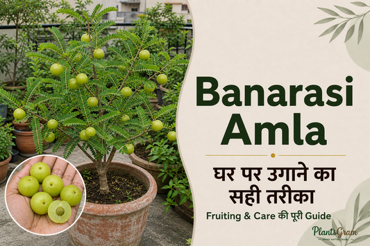 Banarasi Amla growing and fruiting guide with grafted tree and fresh amla fruit