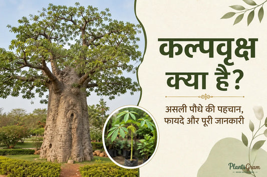 What is the Kalpavriksha? Identification of the real plant, benefits, and care guide.