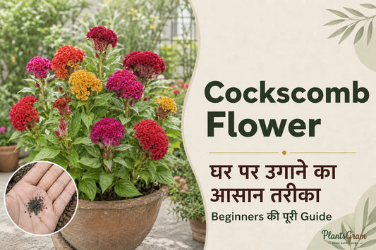 Mixed colour Cockscomb flowers growing in a pot with Celosia seeds