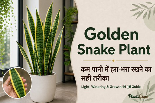 Golden Snake Plant care guide with tall yellow-edged Sansevieria leaves