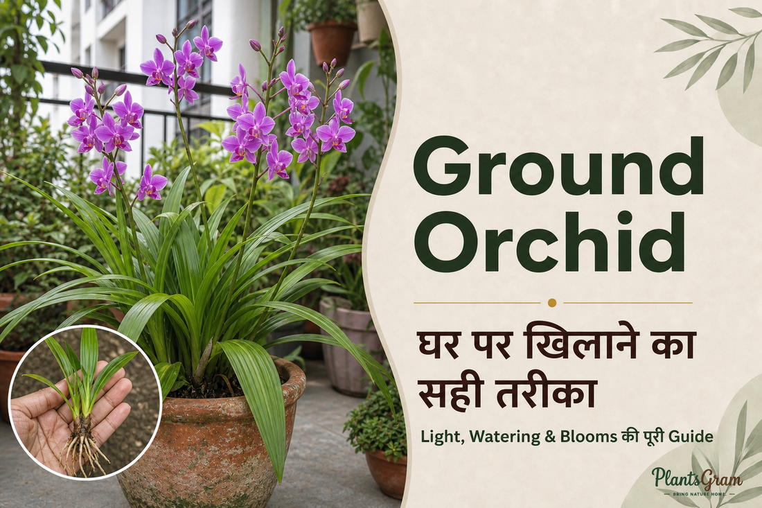 Ground Orchid care guide showing purple Spathoglottis flowers in an Indian balcony