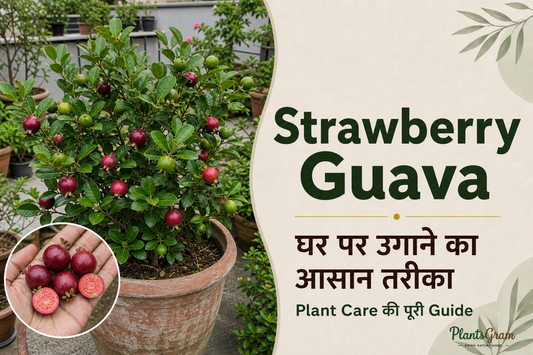 Strawberry Guava plant care guide with fruiting plant and ripe fruit
