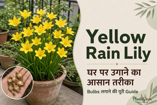 Yellow Rain Lily growing guide with blooming plant and bulbs