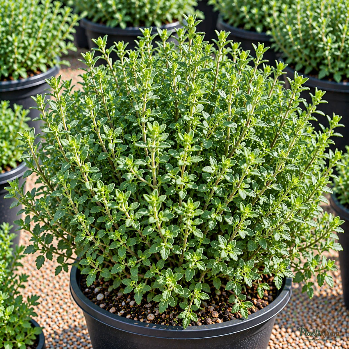 Herb seeds for Indian kitchen gardens