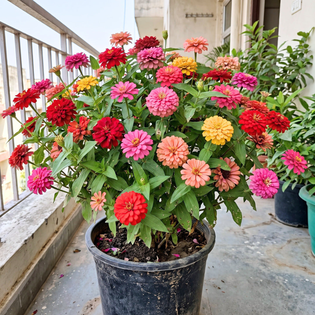 Flower seeds for Indian gardens