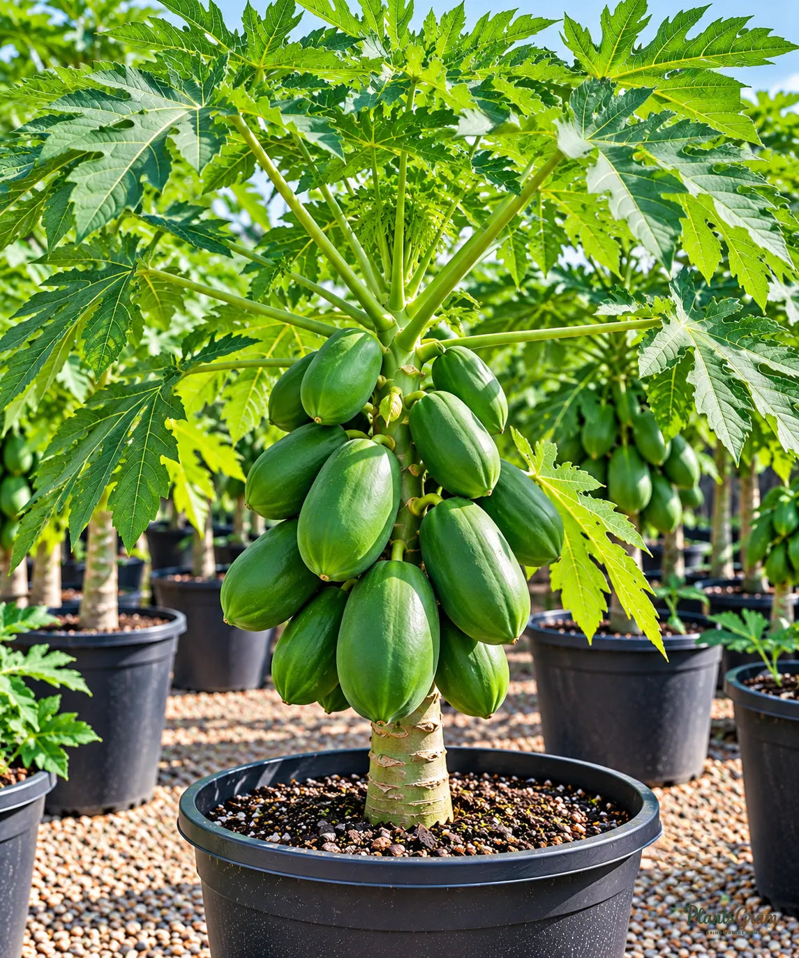 Fruit seeds for home fruit gardens
