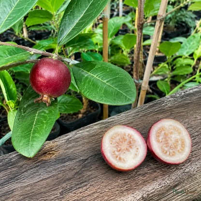 Strawberry Guava (Psidium cattleyanum)