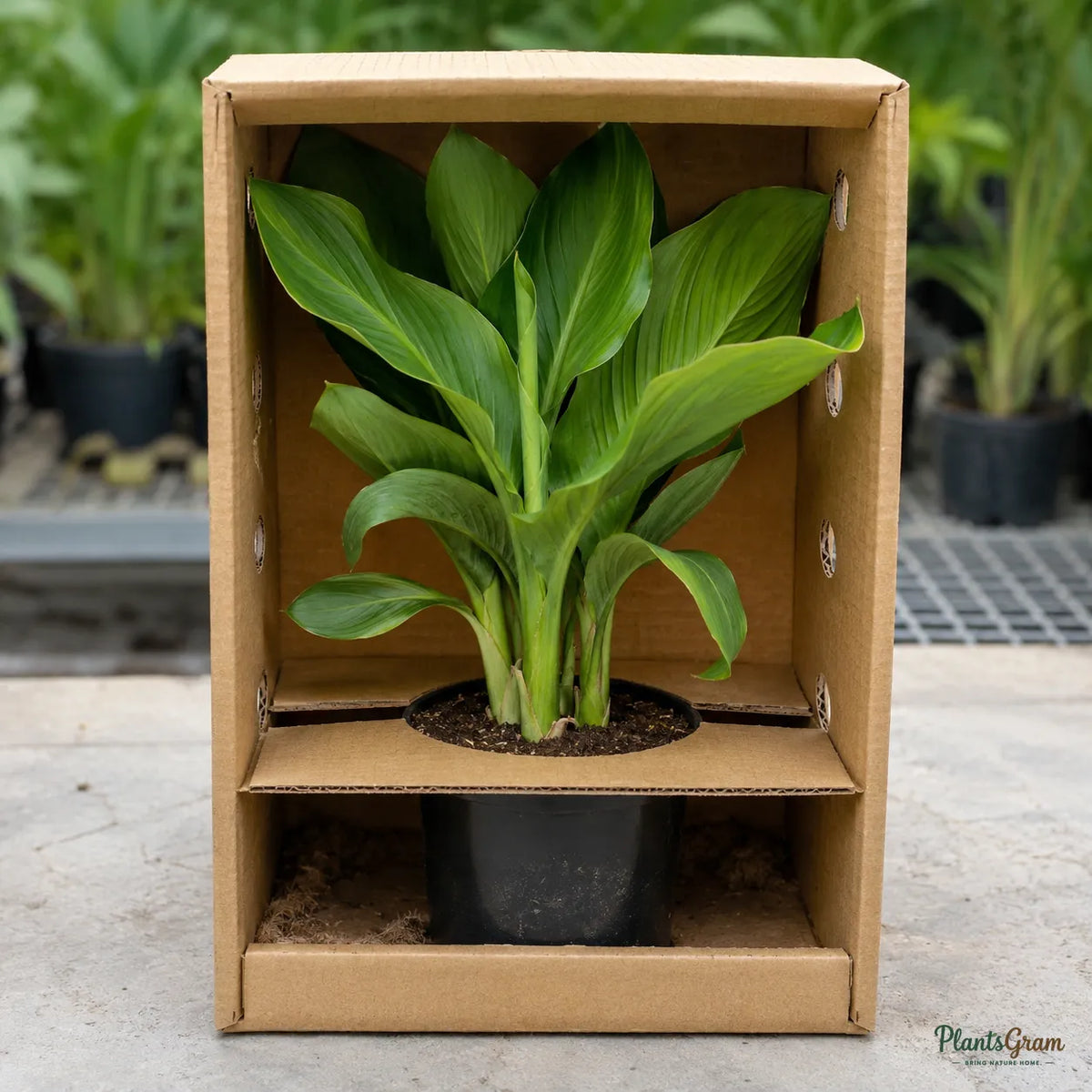 Cannas Dwarf Orange - Canna generalis