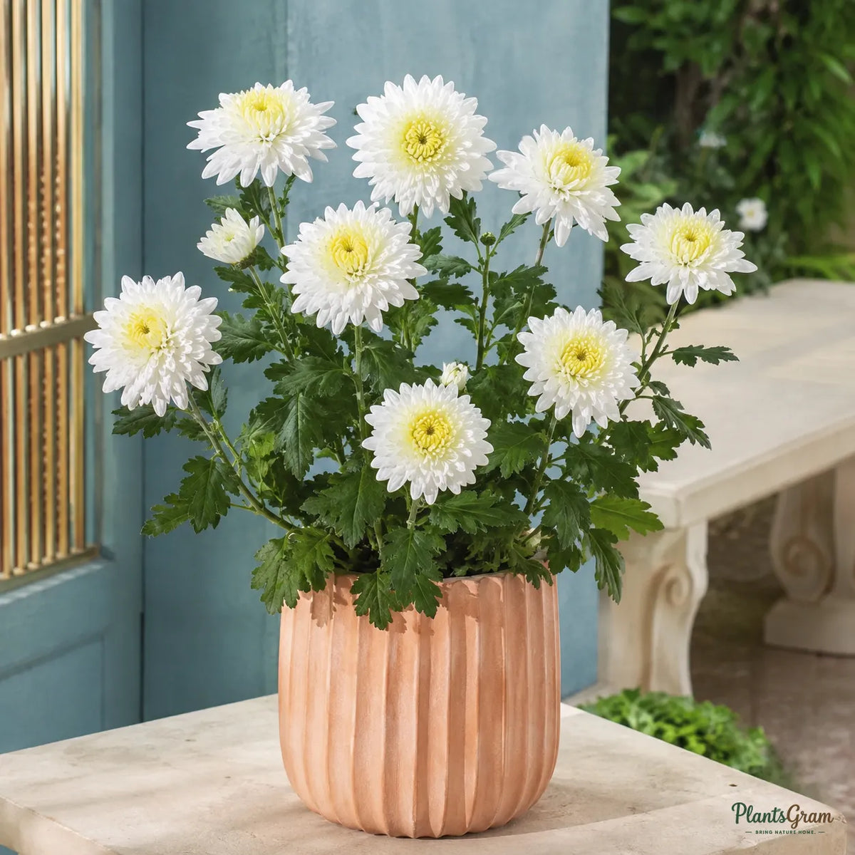 Chrysanthemum (White) - Chrysanthemum morifolium