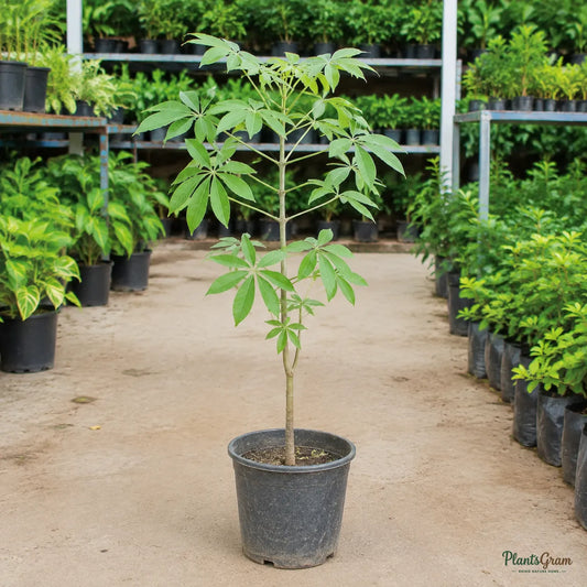 Kalpa Vriksha | Wish Tree - Avenue Tree