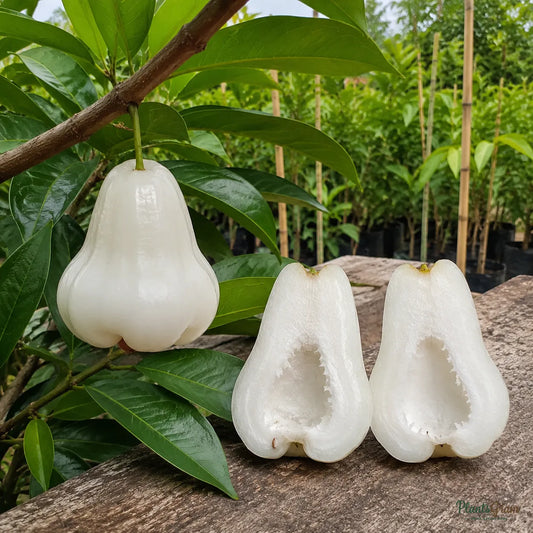 Water Apple (Hybrid) - White Variety