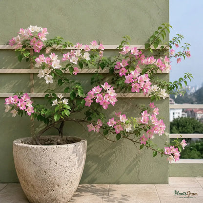 Bougainvillea Pink & White (Bougainvillea spectabilis) - Flowering Climber