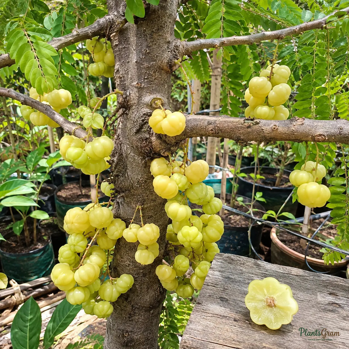 Star Gooseberry (Phyllanthus acidus)