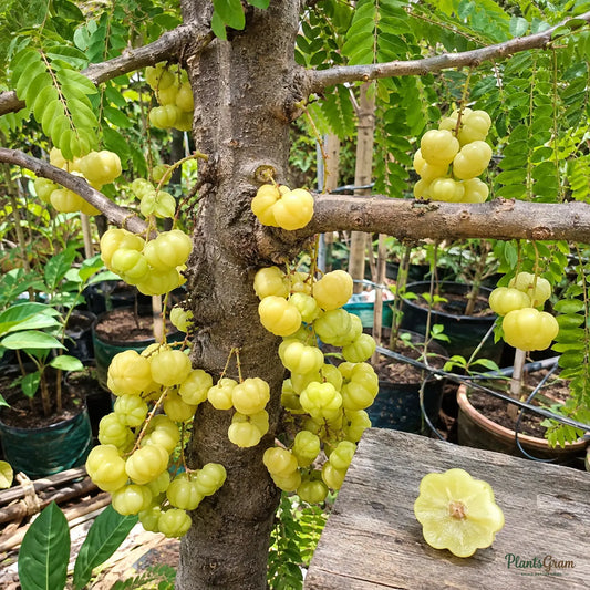 Star Gooseberry (Phyllanthus acidus)