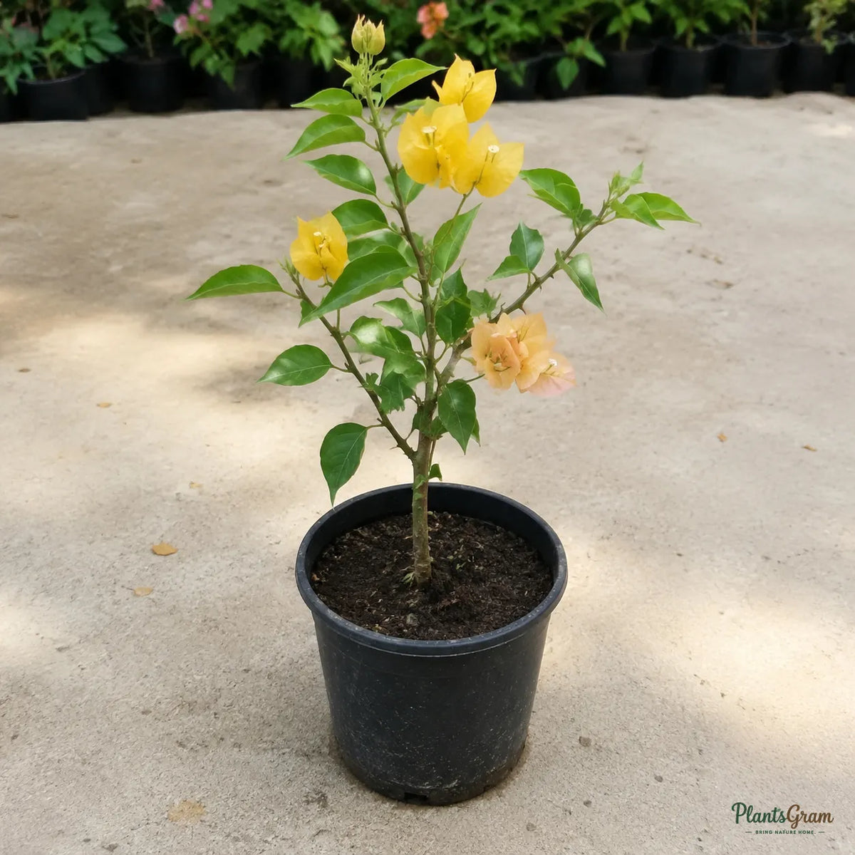 Bougainvillea (Yellow, Colour-Changing) - Buttiana Hybrid