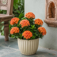Ixora (Mini Dwarf Orange) - Ixora coccinea