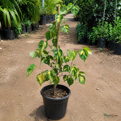 Bougainvillea (Thimma Variegated) - Bougainvillea spectabilis