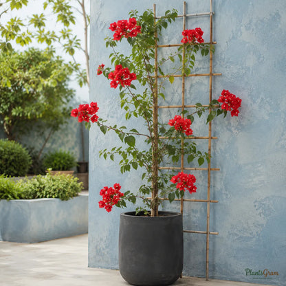 Bougainvillea (Red) - Buttiana Hybrid