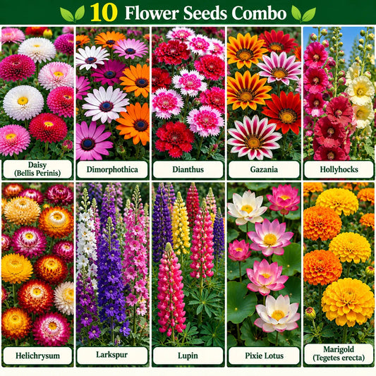 10 flower seeds combo featuring Daisy, Dimorphotheca, Dianthus, Gazania, Hollyhock, Helichrysum, Larkspur, Lupin, Pixie Lotus and Marigold